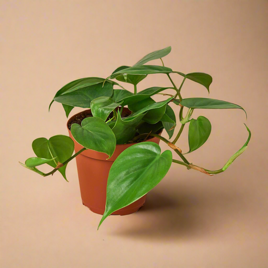 Philodendron Cordatum Heartleaf