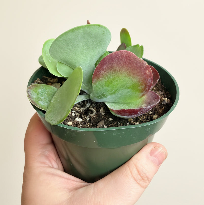 Kalanchoe Luciae 'Paddle Plant'