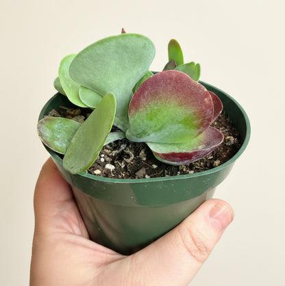 Kalanchoe Luciae 'Paddle Plant'