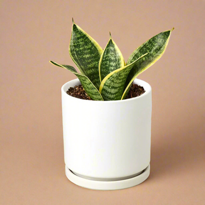 Snake Plant Laurentii Dwarf