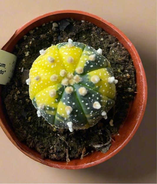 Astrophytum Asterias variegated