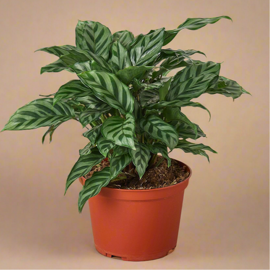 Calathea Concinna 'Freddie'
