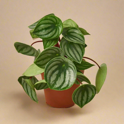 4” Peperomia Watermelon