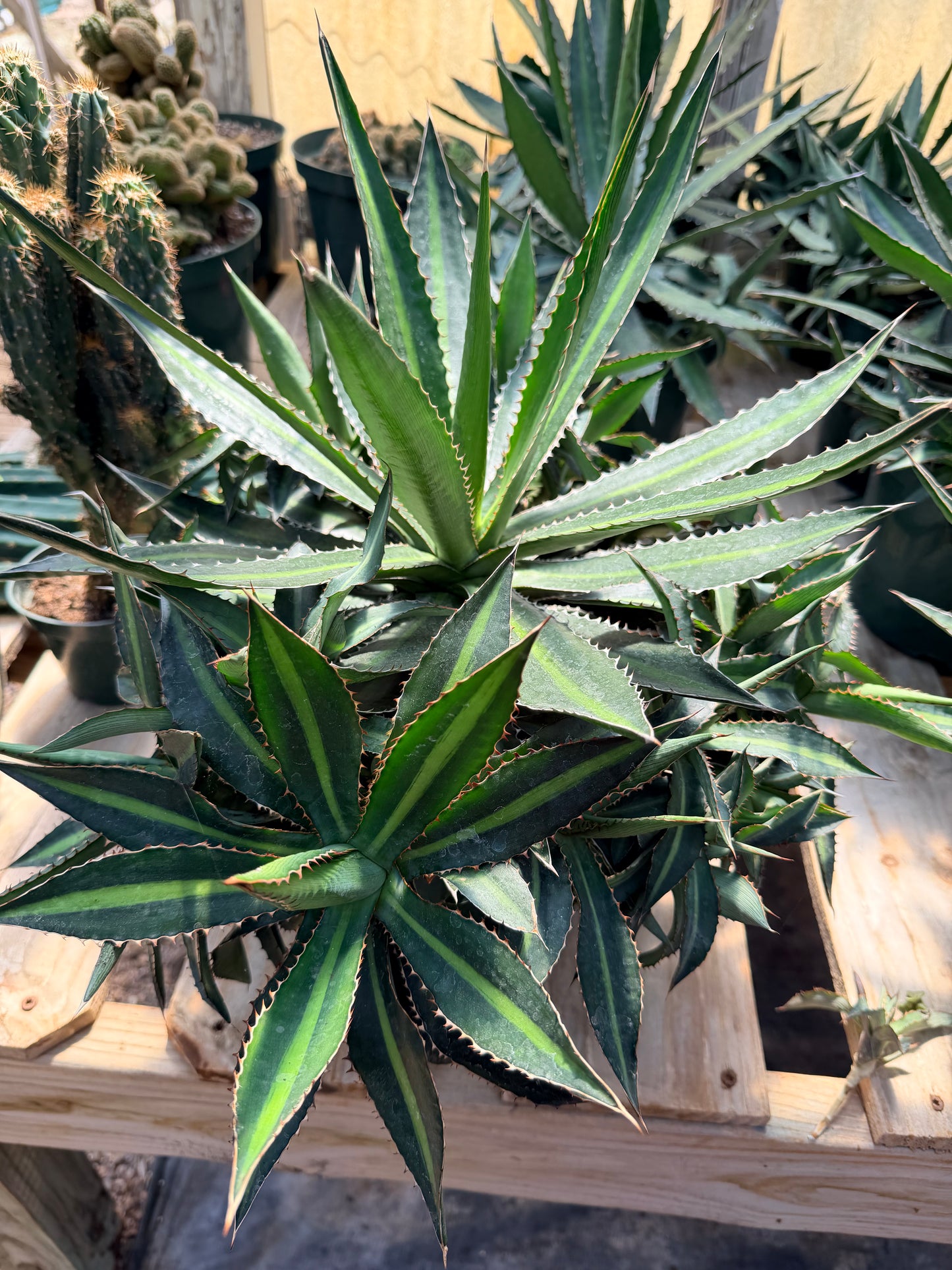 Agave lophantha splendida