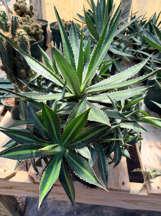 Agave lophantha splendida