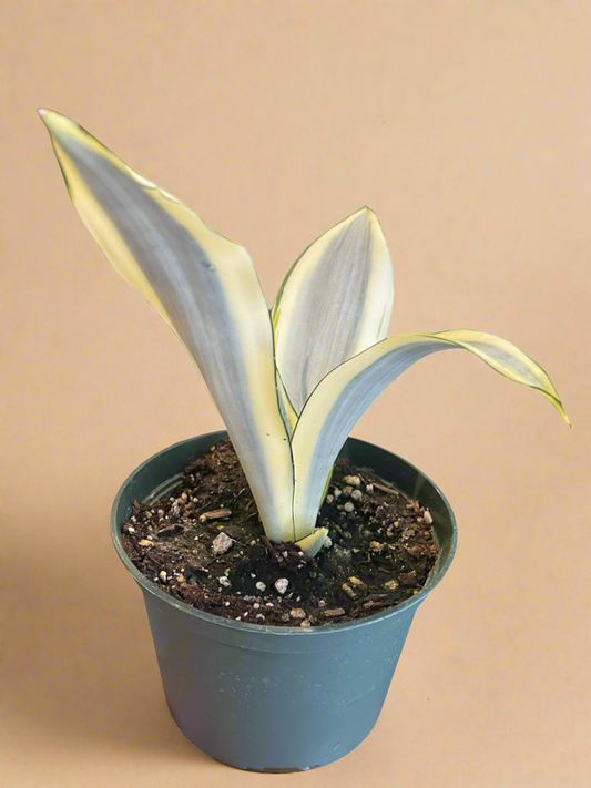 6” Sansevieria Trifasciata ‘Ghost’ - Snake Plant