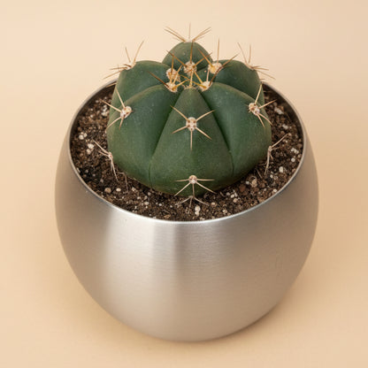 Gymnocalycium Horstii 4.5” pot