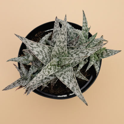 Aloe Blizzard | 3.5 inch | Star Aloe