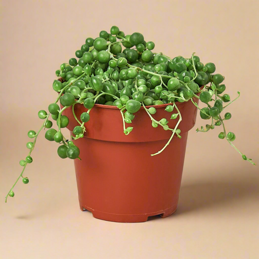 String of Pearls - Senecio Rowleyanus
