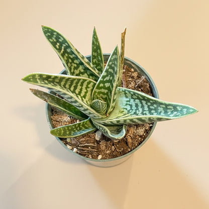 Gonialoe variegata “Tiger Aloe” in a 4.5-Inch Grower’s Pot