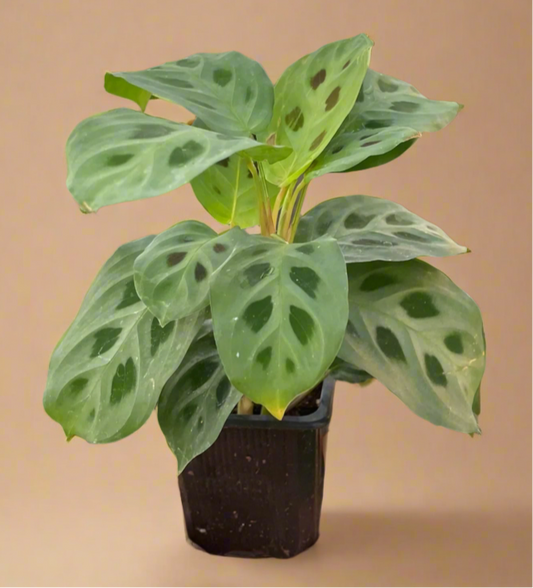 Maranta 'Leuconeura'