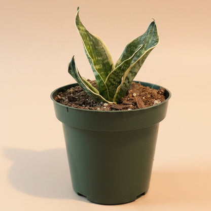 Birds Nest Snake Plant - Sansevieria Hahnii 'Super Star’ 4.5” pot