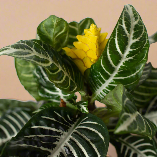 Zebra Plant (Aphelandra squarrosa)