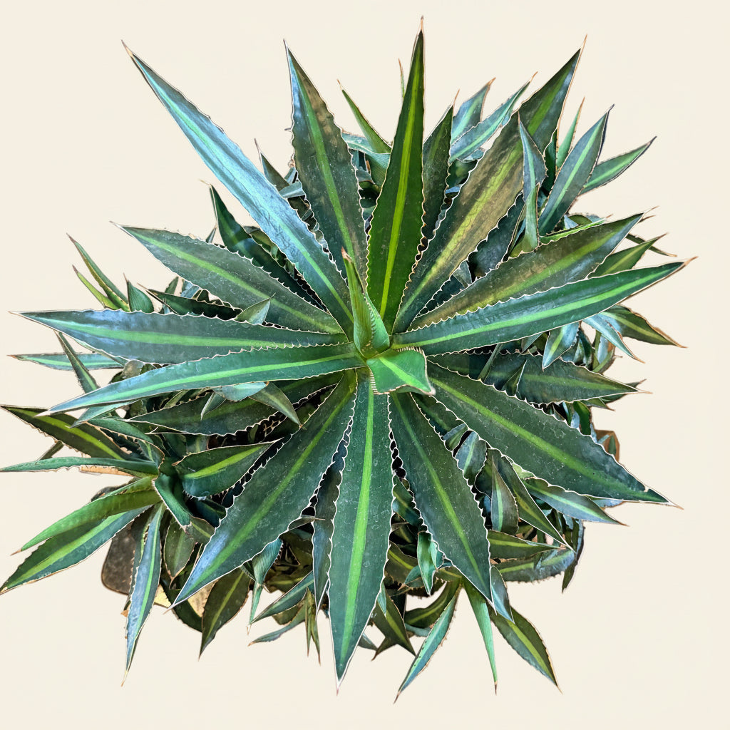 Agave lophantha splendida