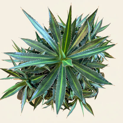 Agave lophantha splendida