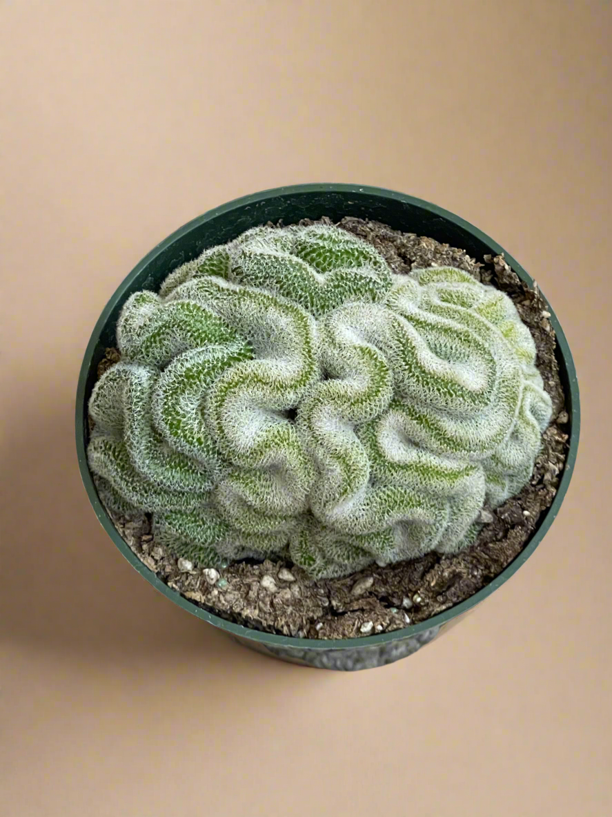 4.5” Mammillaria Microthele Cristata - Brain Cactus
