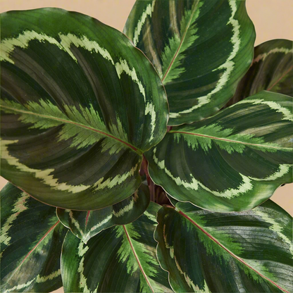 Calathea Roseopicta 'Medallion'