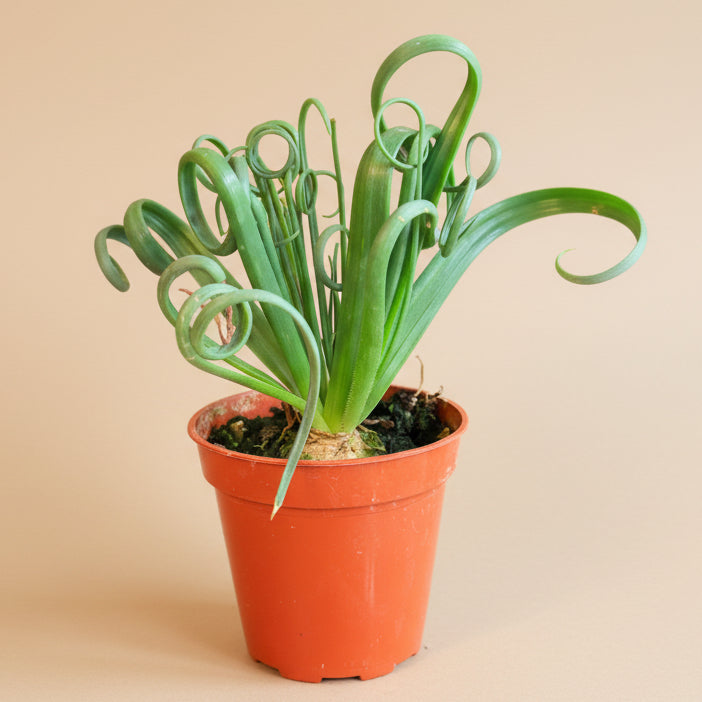 Albuca Spiralis ‘Frizzle Sizzle’ 3.5” pot