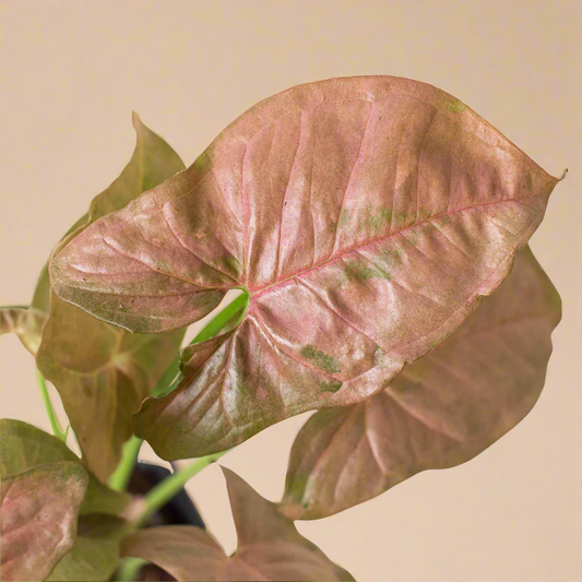Syngonium Strawberry