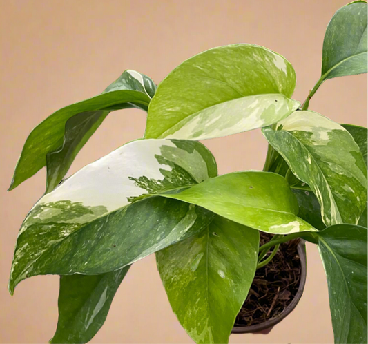 Epipremnum Pinnatum ‘Albo-Variegata’