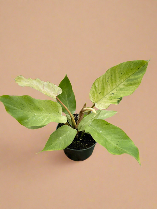 Philodendron 'Snowdrift'