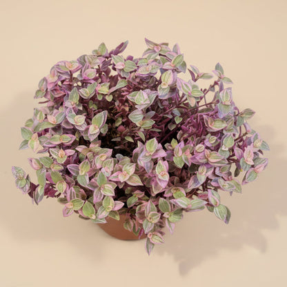 Callisia 'Pink Panther'