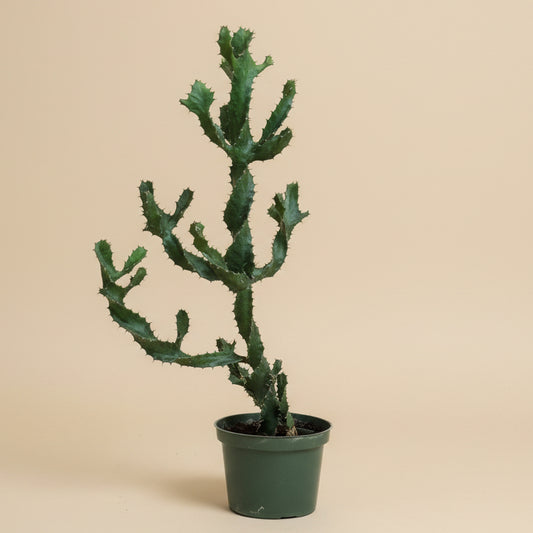 Euphorbia Tortilis 6” Pot