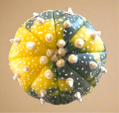 Astrophytum Asterias variegated