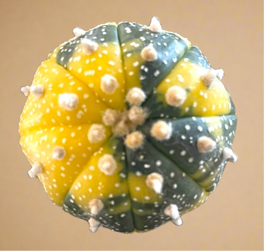Astrophytum Asterias variegated