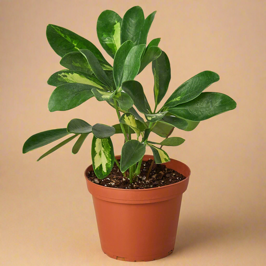 Schefflera Variegated Dwarf Umbrella Tree