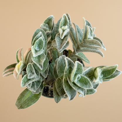 Tradescantia Sillamontana f. variegata - Variegated Spiderwort 4.5” pot