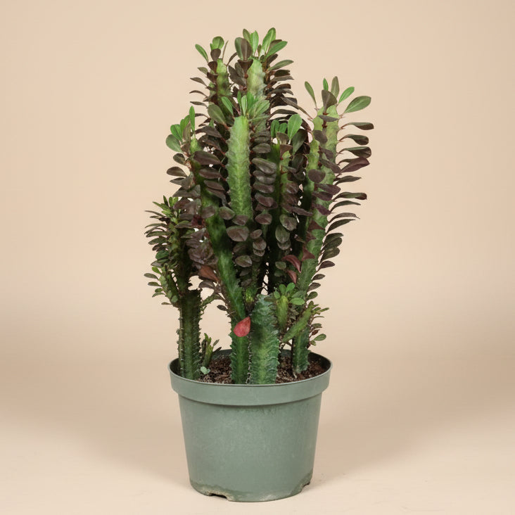 Euphorbia Trigona Rubra