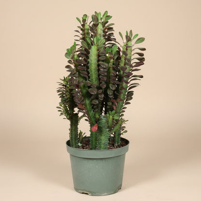 Euphorbia Trigona Rubra