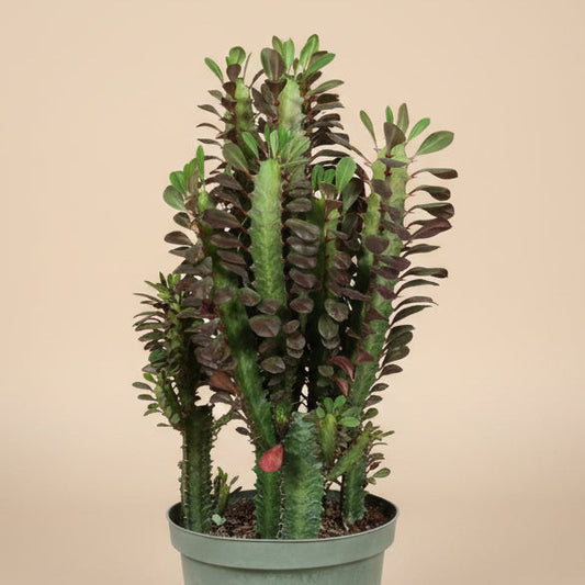 Euphorbia Trigona Rubra