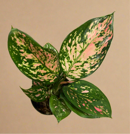 4” Aglaonema ‘Lady Valentine’