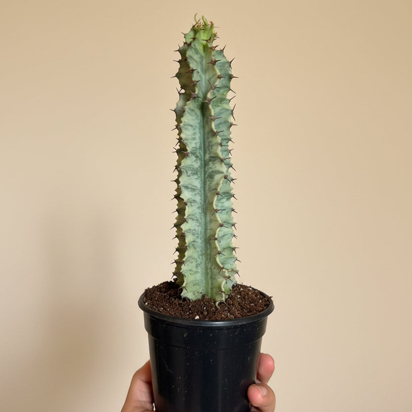 Euphorbia Ammak Lactea Variegated 4in Grower Pot