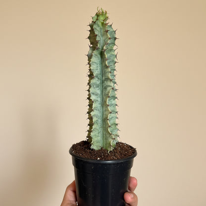 Euphorbia Ammak Lactea Variegated 4in Grower Pot