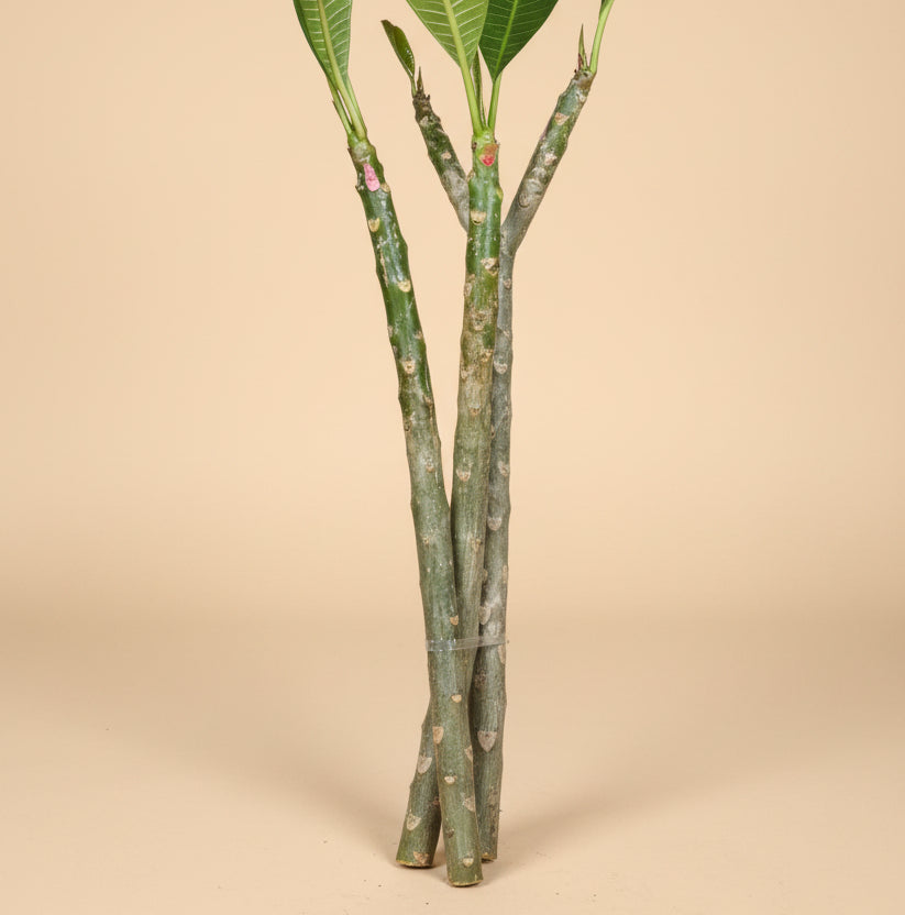 Set of Three Mexican Plumeria Cuttings