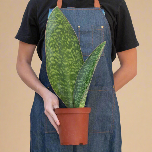Whale Fin Snake Plant - Sansevieria Masoniana