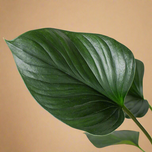 Homalomena 'Emerald Gem'