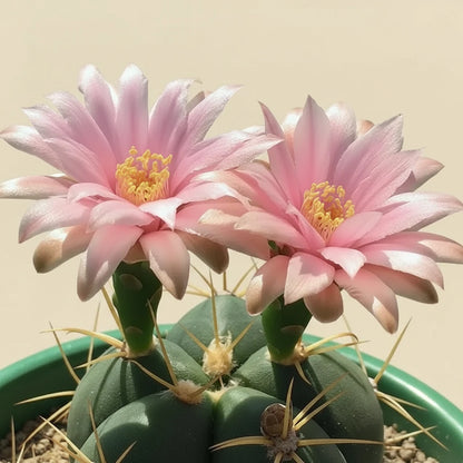 Gymnocalycium Horstii 4.5” pot