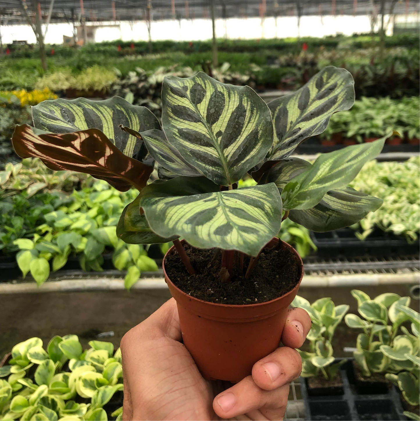 Calathea 'Makoyana'