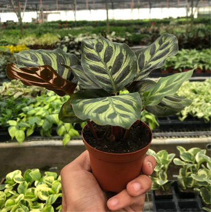 Calathea 'Makoyana'
