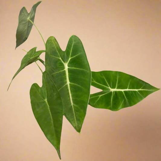 4” Alocasia ‘Frydek’ Micholitziana