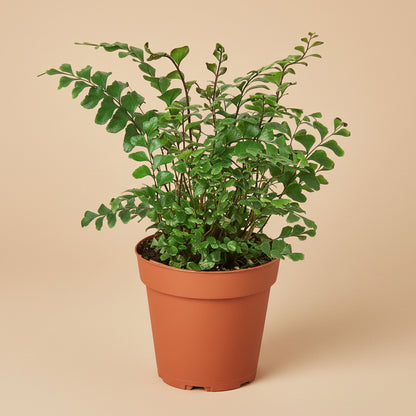 Mahogany Fern