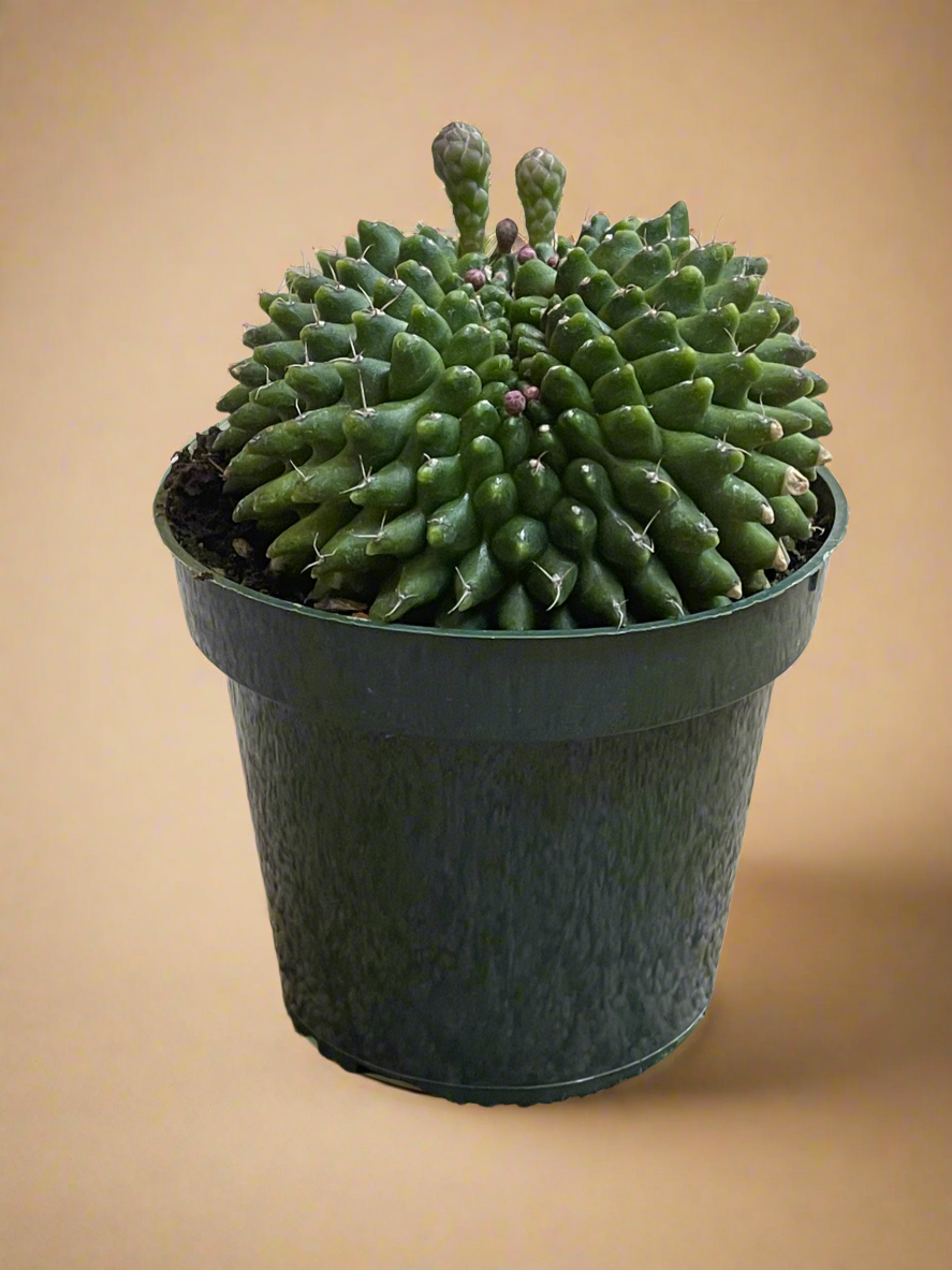 4.5” Gymnocalycium mihanovichii Inermis Cristata ‘Spineless’