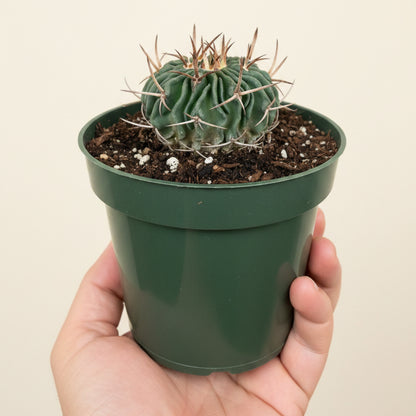 Echinofossulocactus Ri8
