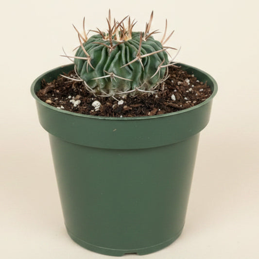 Echinofossulocactus Ri8