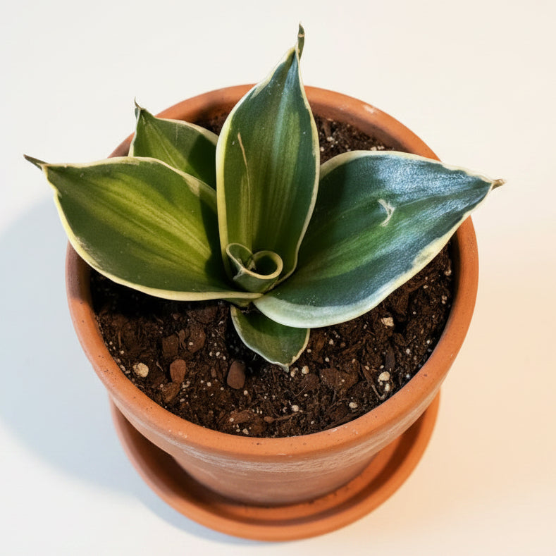 Sansevieria Trifasciata Stars & Stripes 4.5” pot