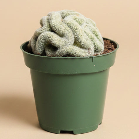 Mammillaria Perbella Cristata - Brain Cactus - 4.5” pot